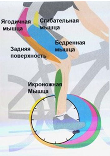 Работа мышц при езде на велосипеде