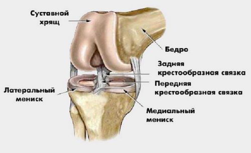 Связки и сухожилия велосипедистов