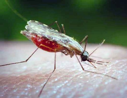 Заболевания, передаваемые насекомыми - малярия